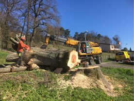 Gebrüder Straumann AG rodet Bäume