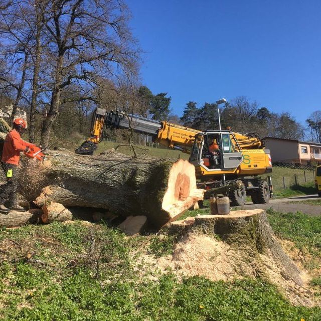 Gebrüder Straumann AG rodet Bäume