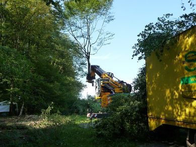 Gebrüder Straumann AG entfernt einen Baum
